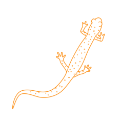 Animals Salamanders Slimy Salamander Outline Drawing Svg Vector, Free Vectors File
